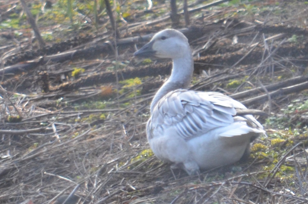 Snow Goose - ML385496801