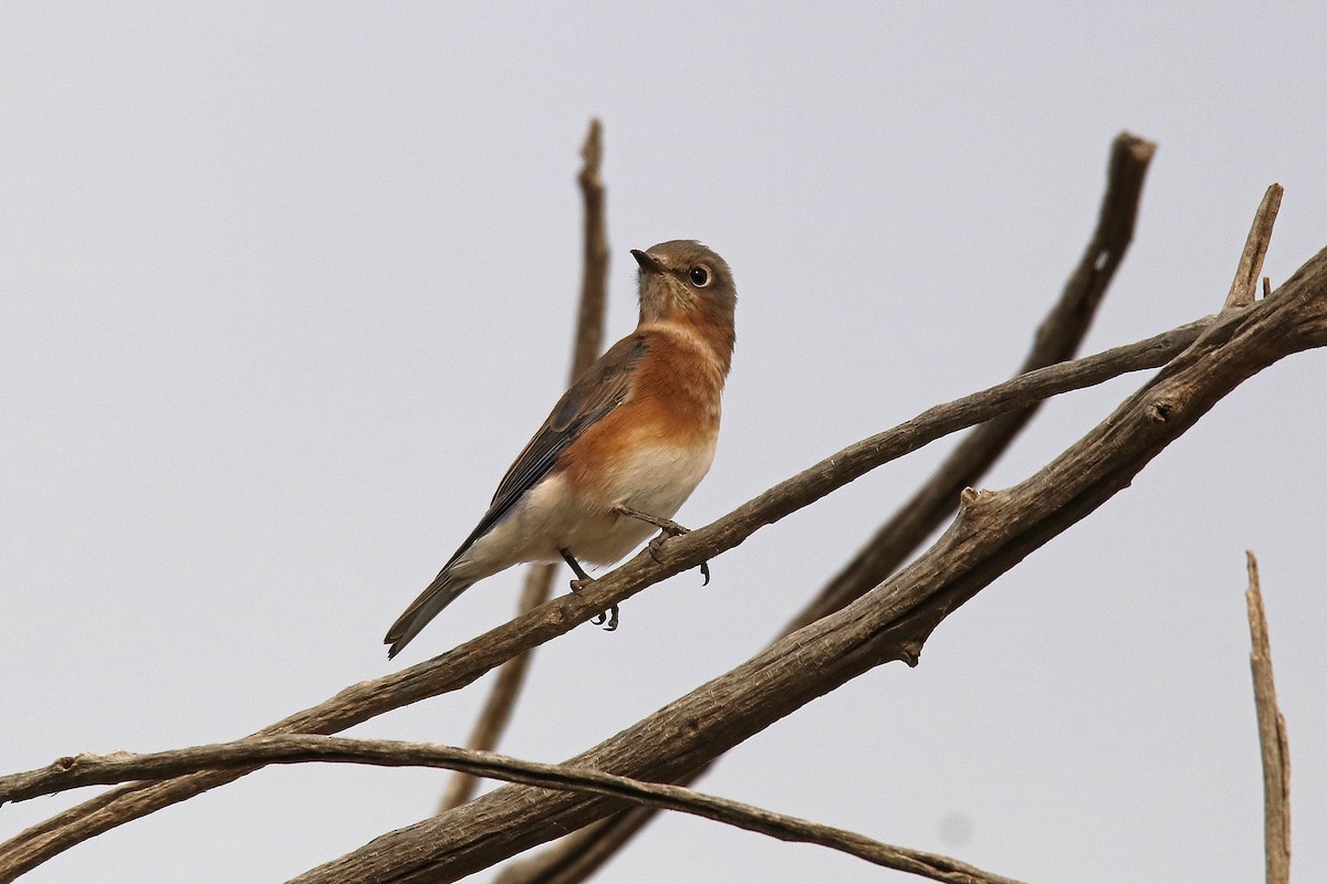 Eastern Bluebird - ML38549691