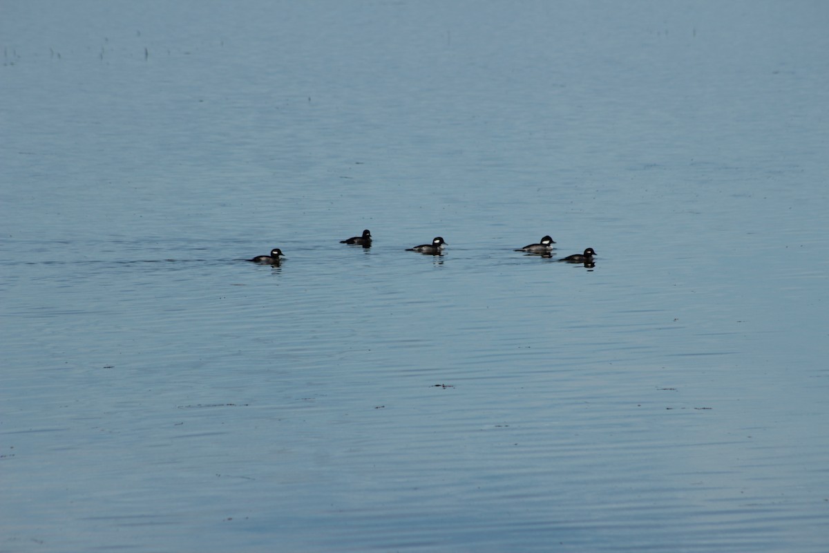 Bufflehead - ML385497891