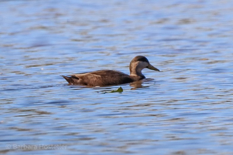 American Black Duck - Barbara Hostetler