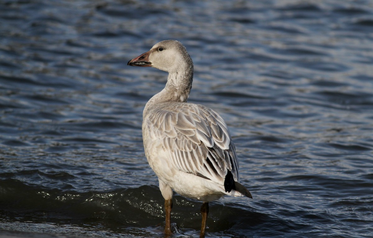 Snow Goose - ML38549881