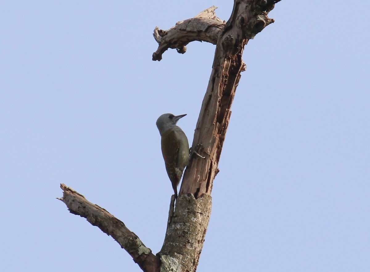 African Gray Woodpecker - ML385499261