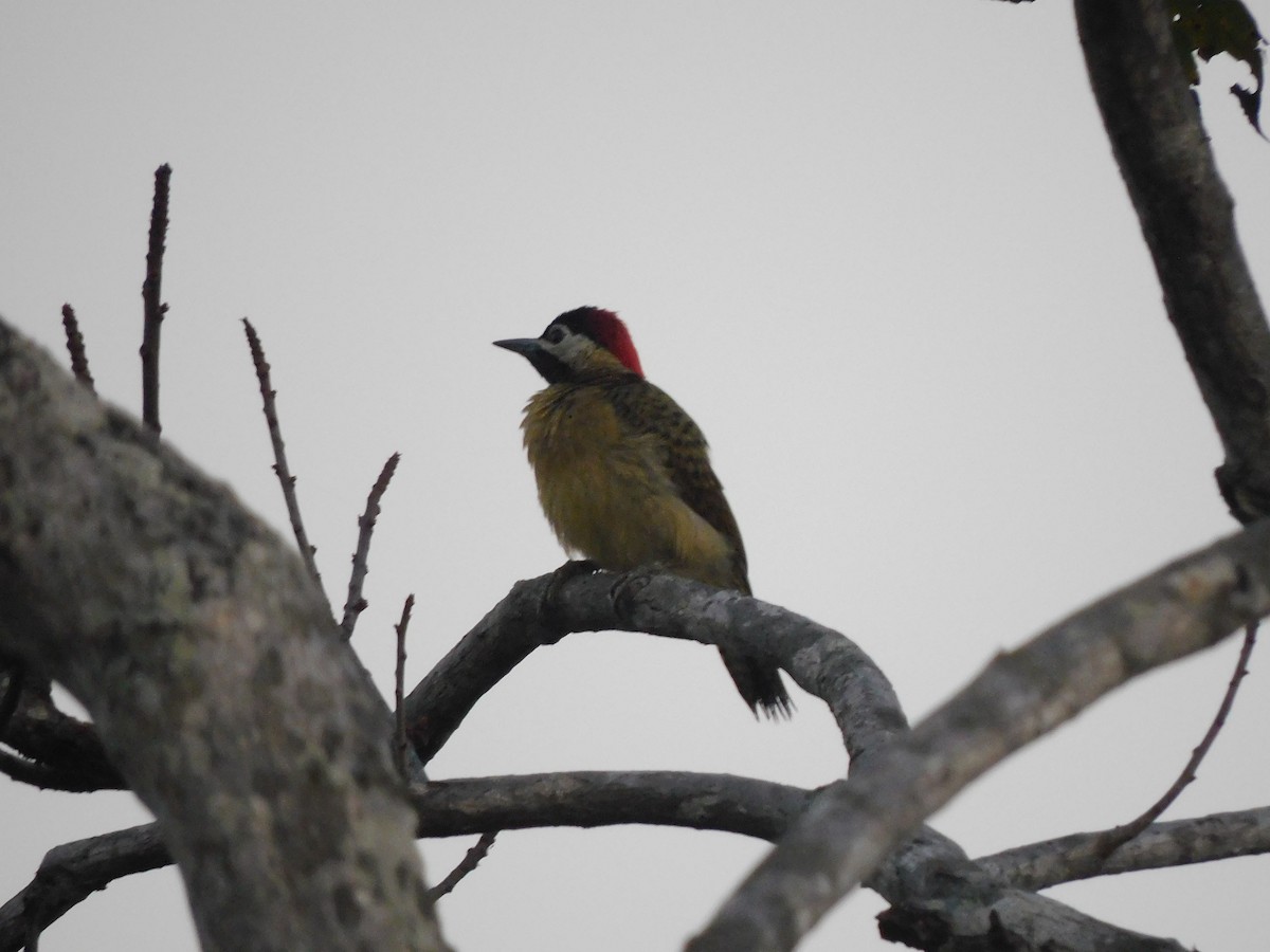 Spot-breasted Woodpecker - Francisco Contreras @francontreras.80