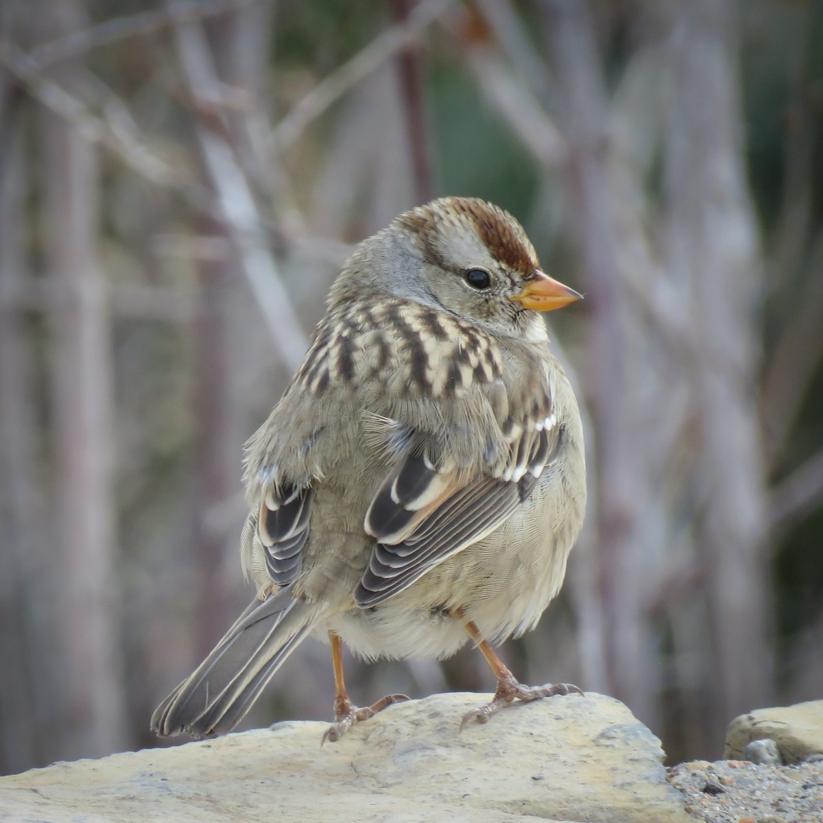 White-crowned Sparrow - ML385500241