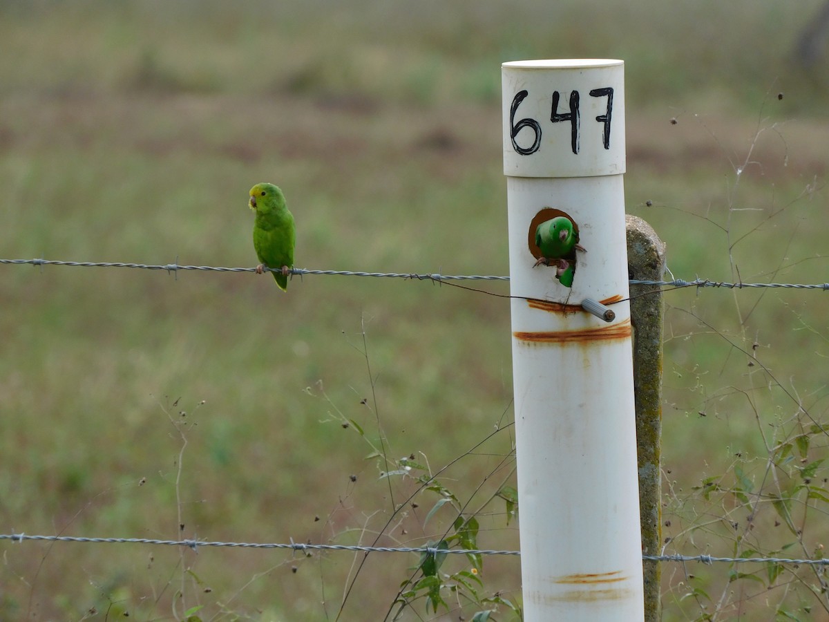 Yeşil Sokumlu Serçe Papağanı - ML385501671
