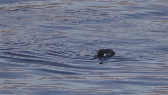 Common Loon - ML385501791