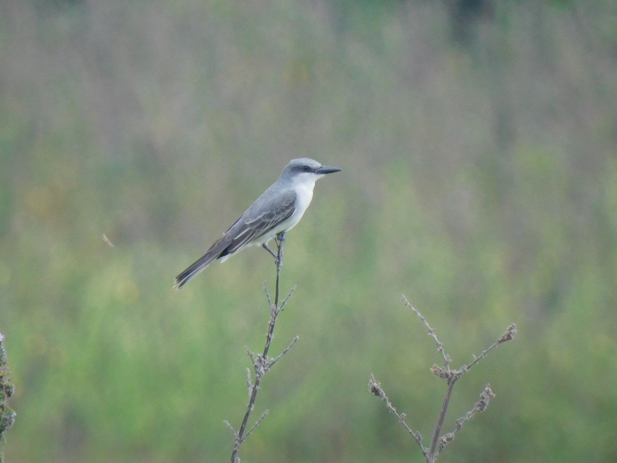 Gray Kingbird - Francisco Contreras @francontreras.80