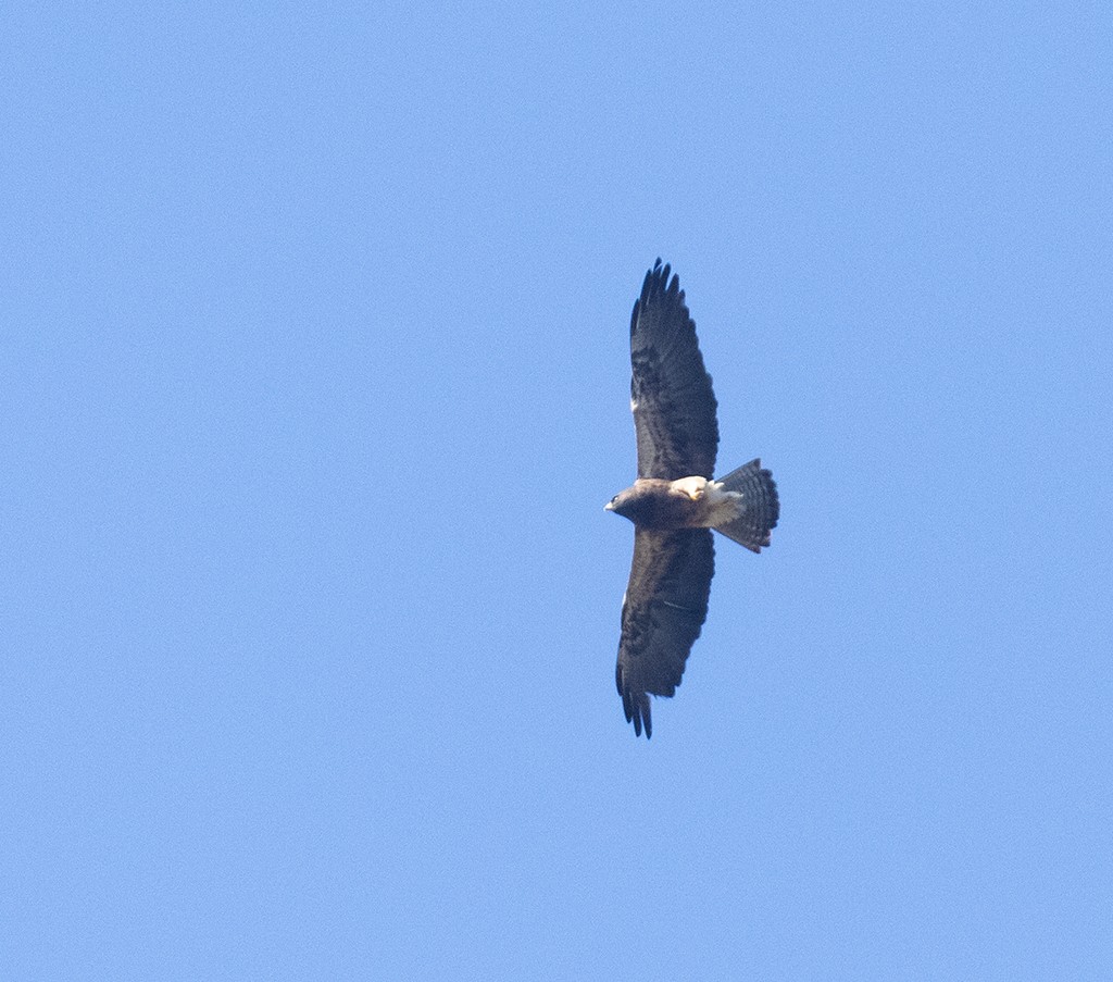 Swainson's Hawk - ML385504591