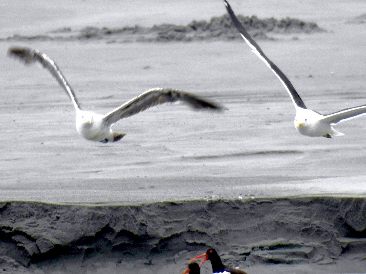 Kelp Gull - ML385506231