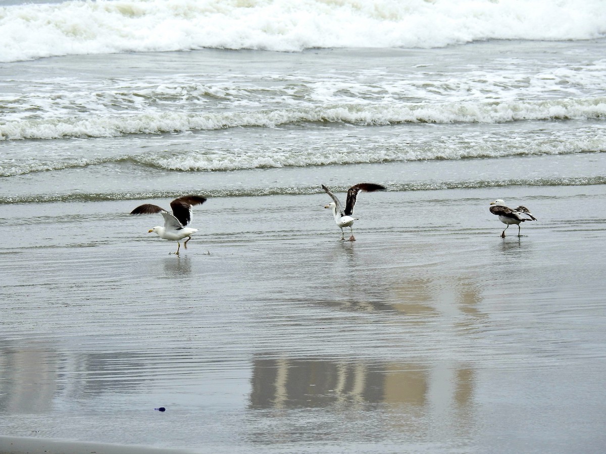 Kelp Gull - ML385506301