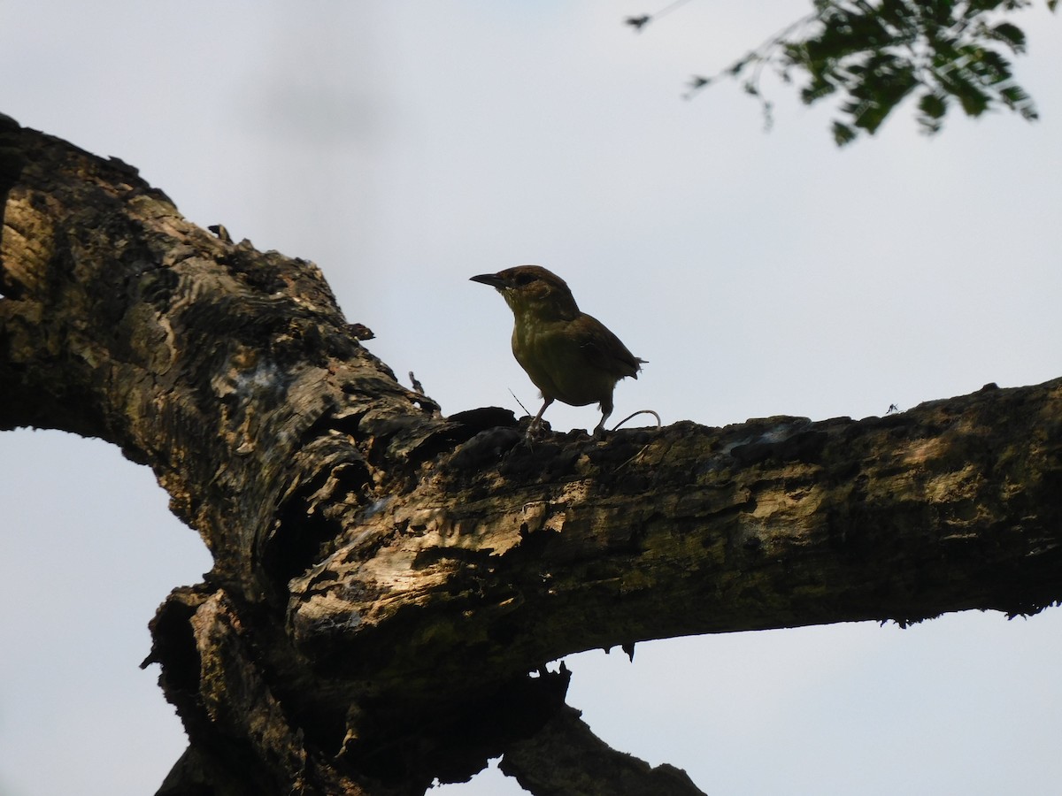 Plain Thornbird - Francisco Contreras @francontreras.80