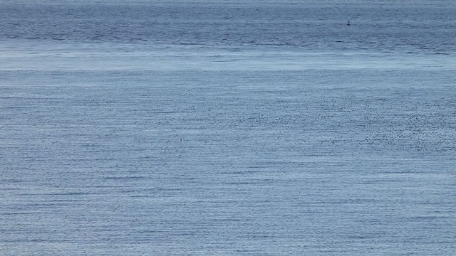 Long-tailed Duck - ML385508441