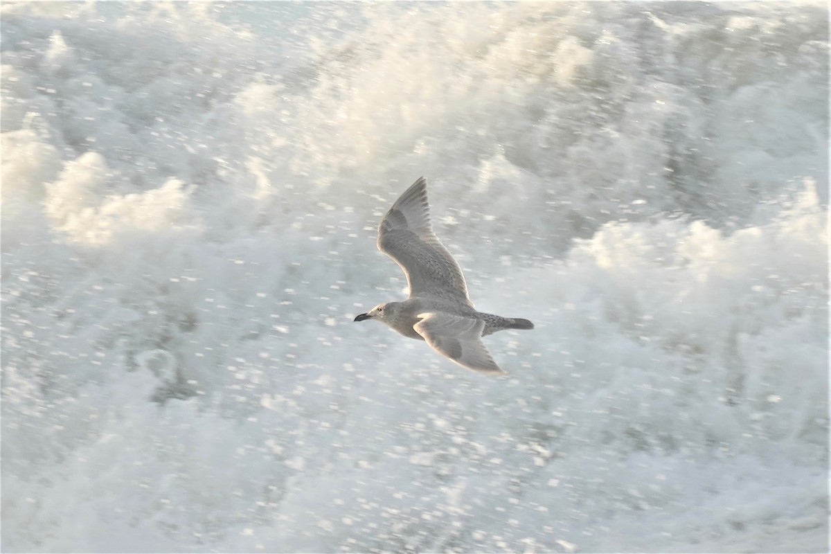 Glaucous-winged Gull - ML385510591