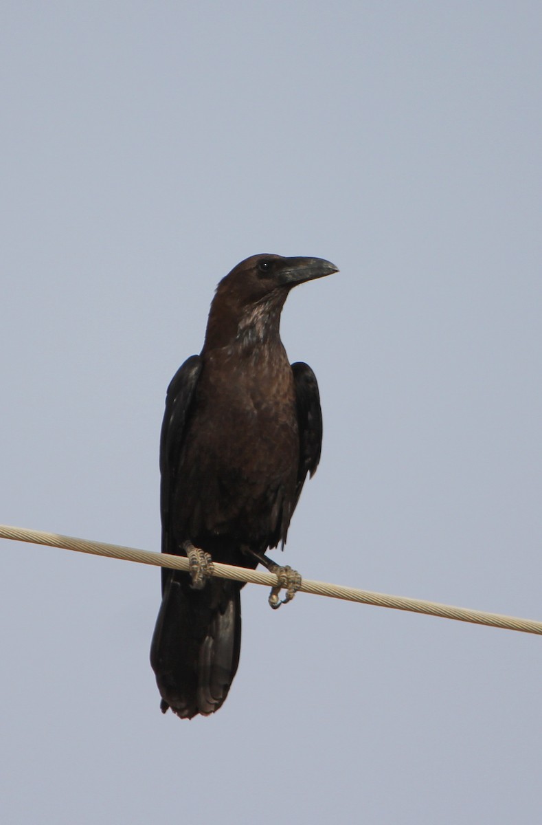 Brown-necked Raven - ML385511111