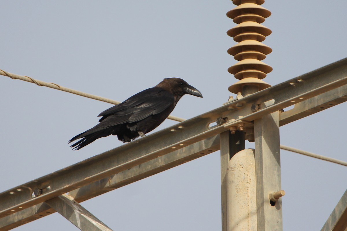 Brown-necked Raven - ML385511121
