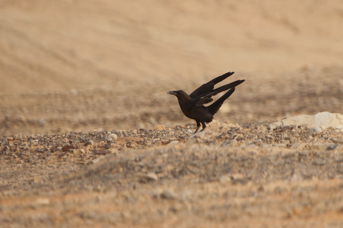 Brown-necked Raven - ML385511271