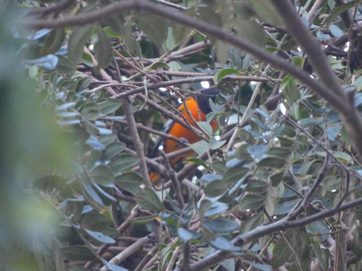 Baltimore Oriole - ML385512021