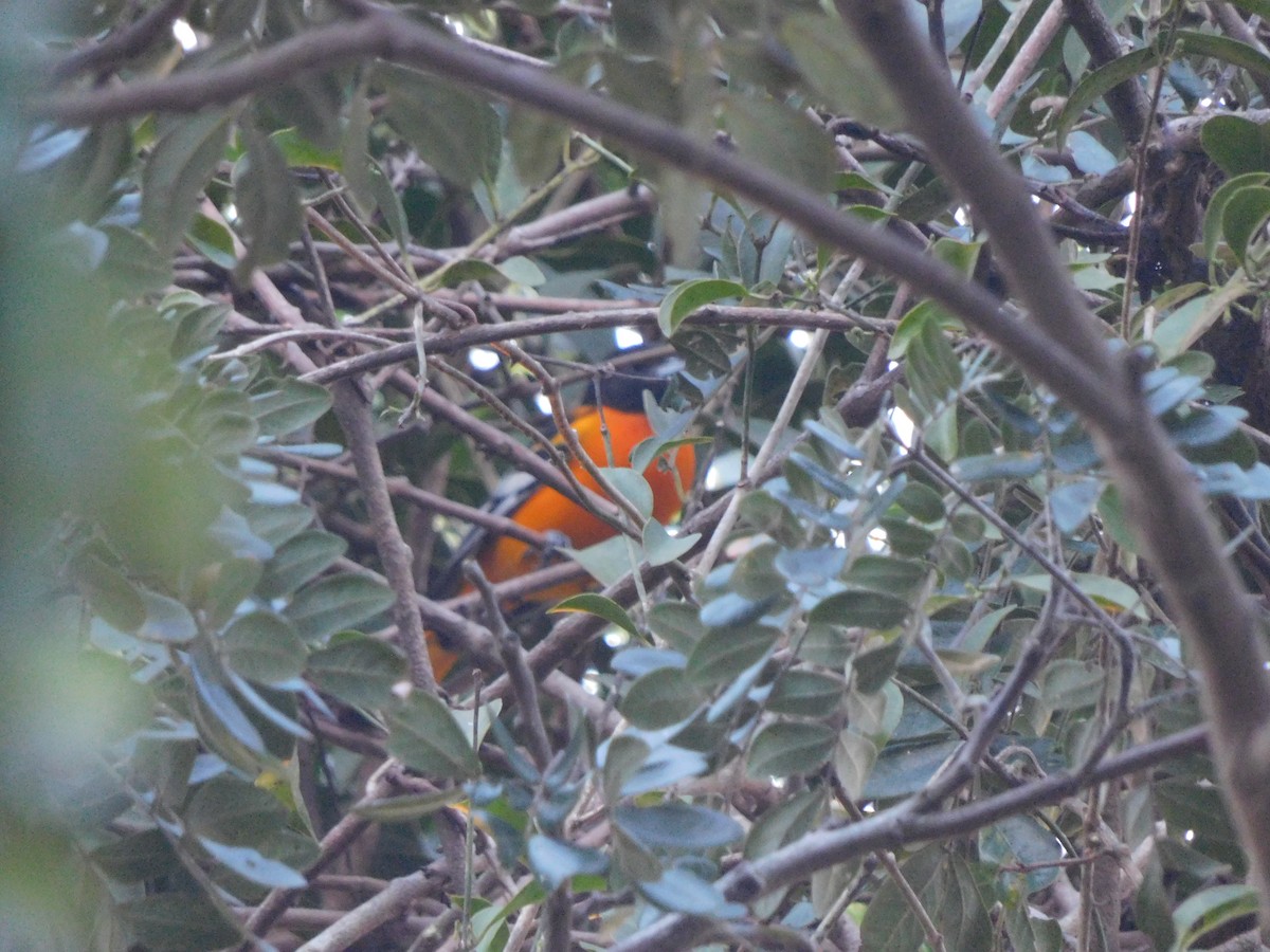 Baltimore Oriole - ML385512071