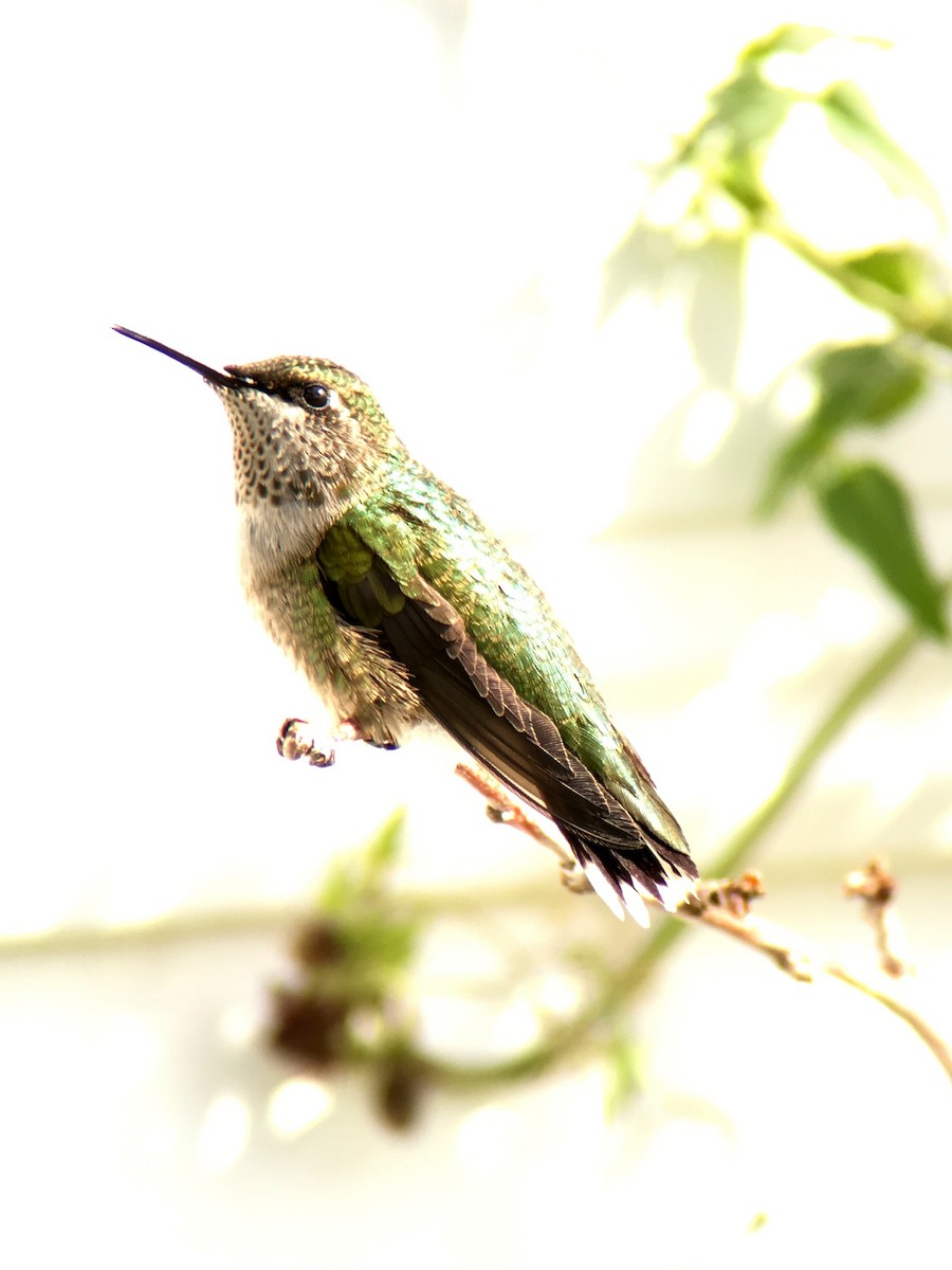 Ruby-throated Hummingbird - ML385513031