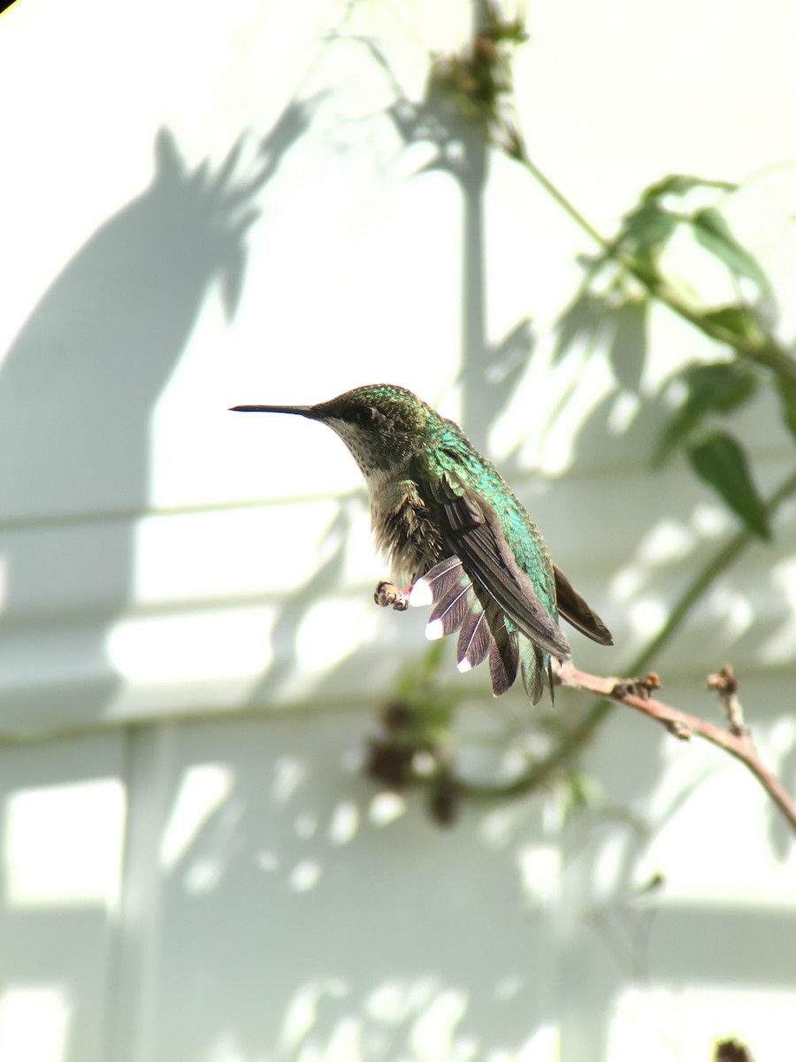 Ruby-throated Hummingbird - ML385513051
