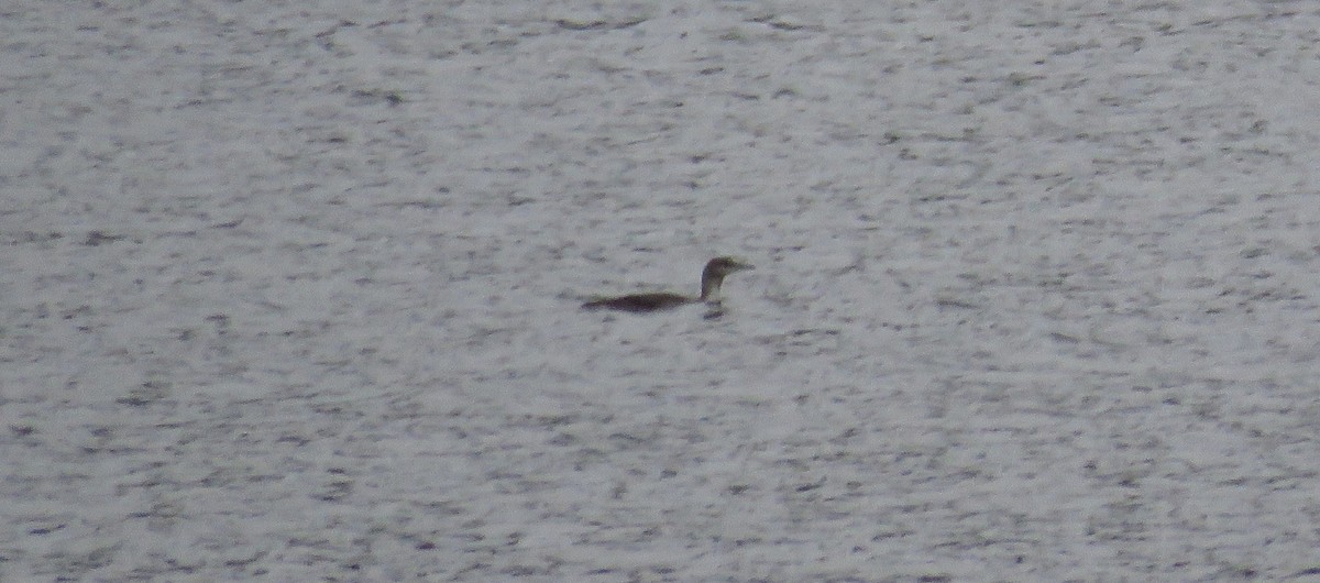 Red-throated Loon - John Pratt