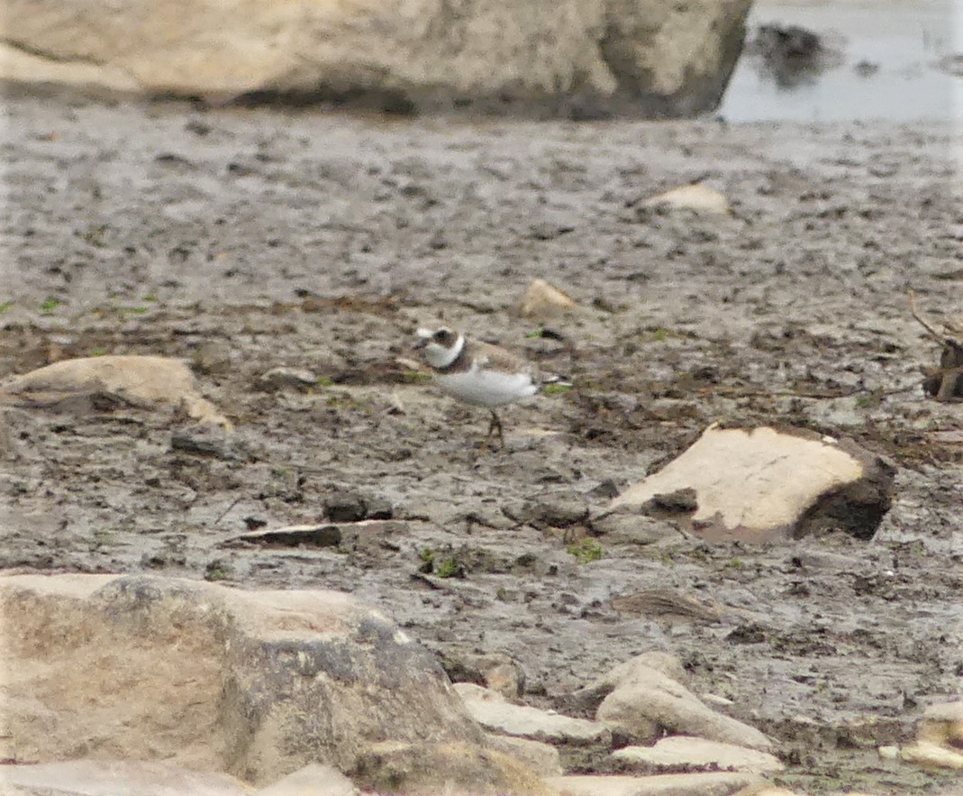 Semipalmated Plover - ML385514421