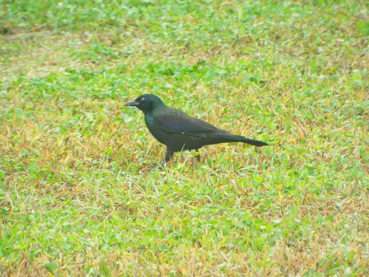 Common Grackle (Bronzed) - ML385517921