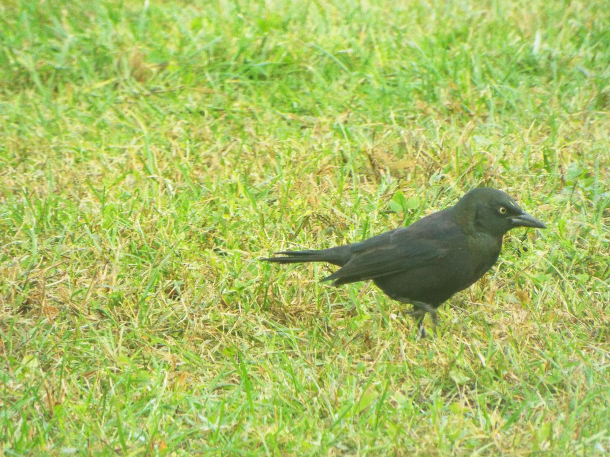 Common Grackle (Bronzed) - ML385517931