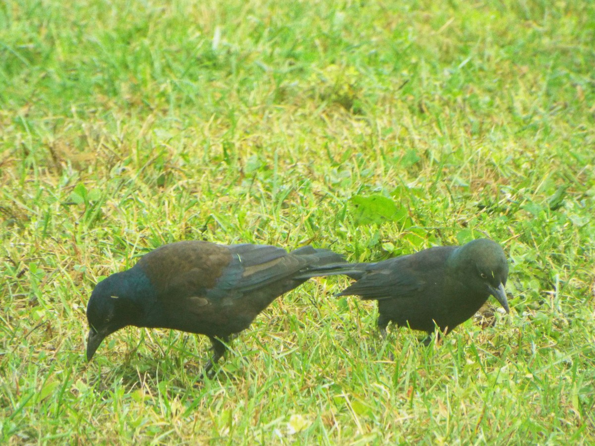 Common Grackle (Bronzed) - ML385517941