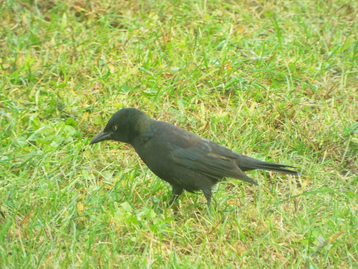 Common Grackle (Bronzed) - ML385517951