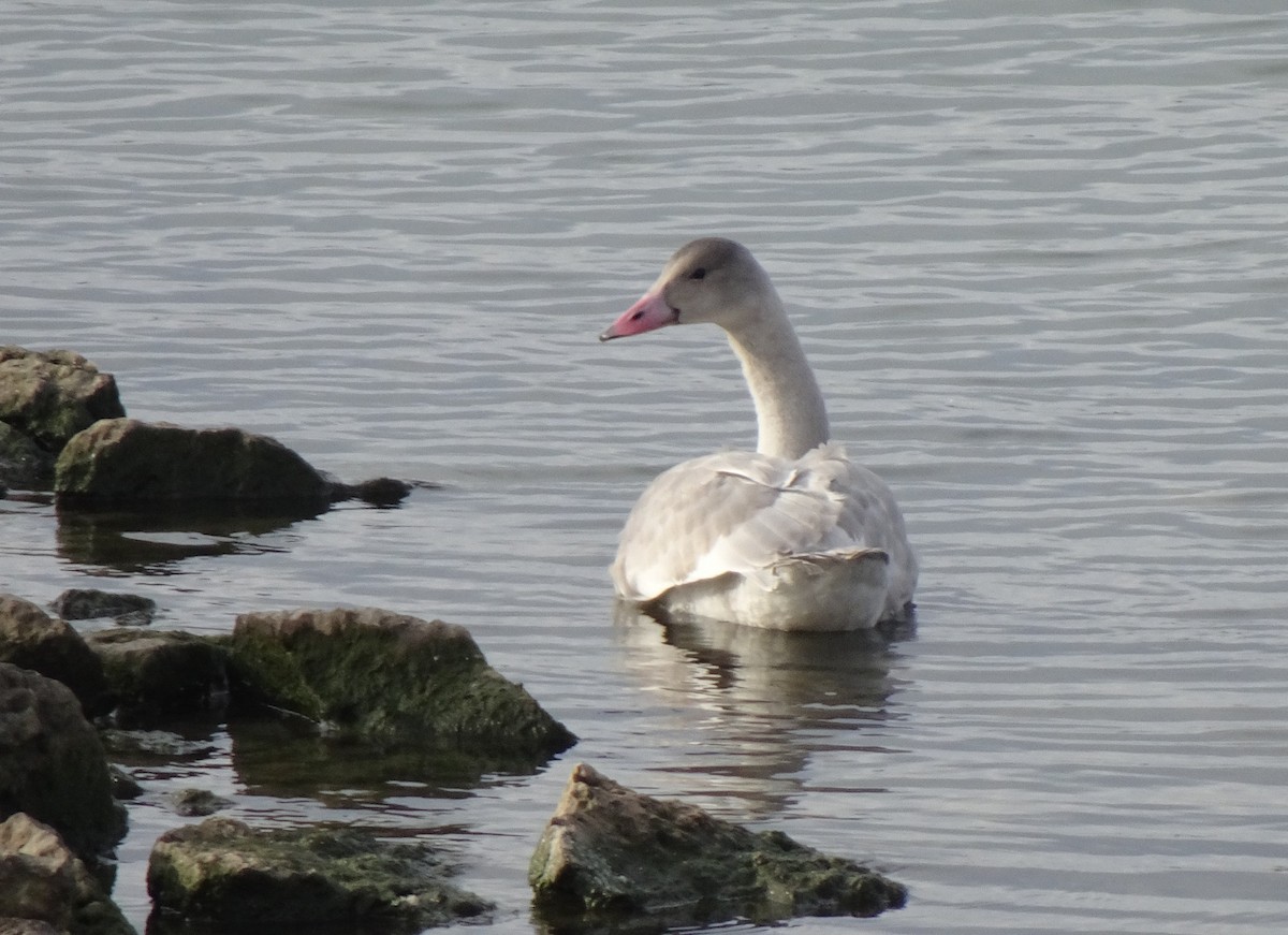 Tundra Swan - ML385518021