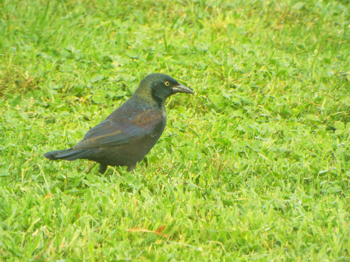 vlhovec lesklý (ssp. versicolor) - ML385518041