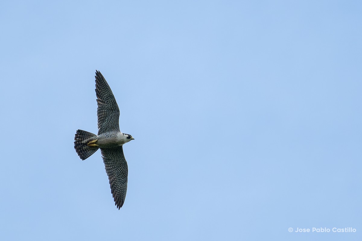 Peregrine Falcon - ML385520151