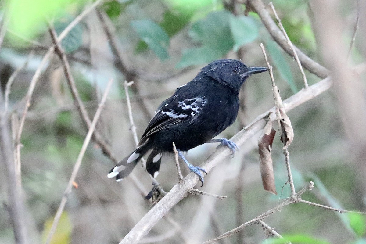 Rio Branco Antbird - Stephen Gast