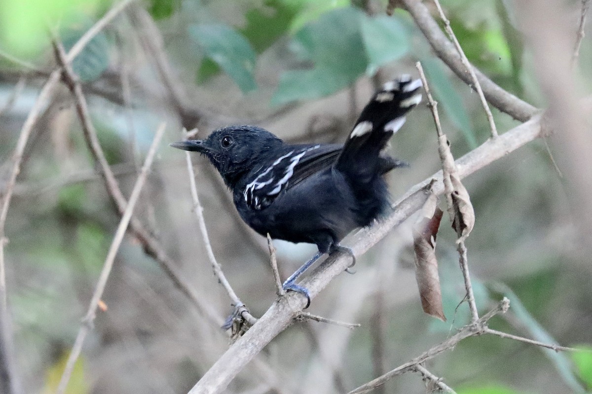 Rio Branco Antbird - Stephen Gast