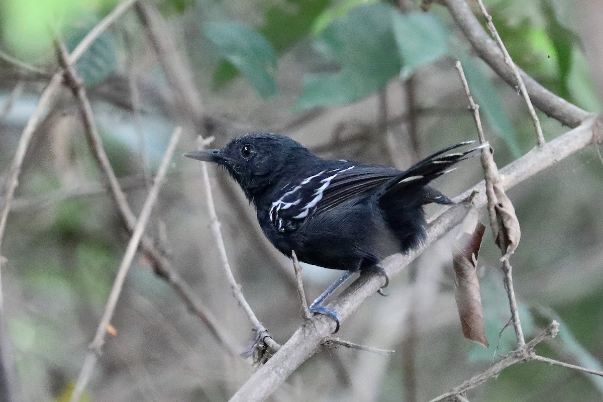 Rio Branco Antbird - Stephen Gast