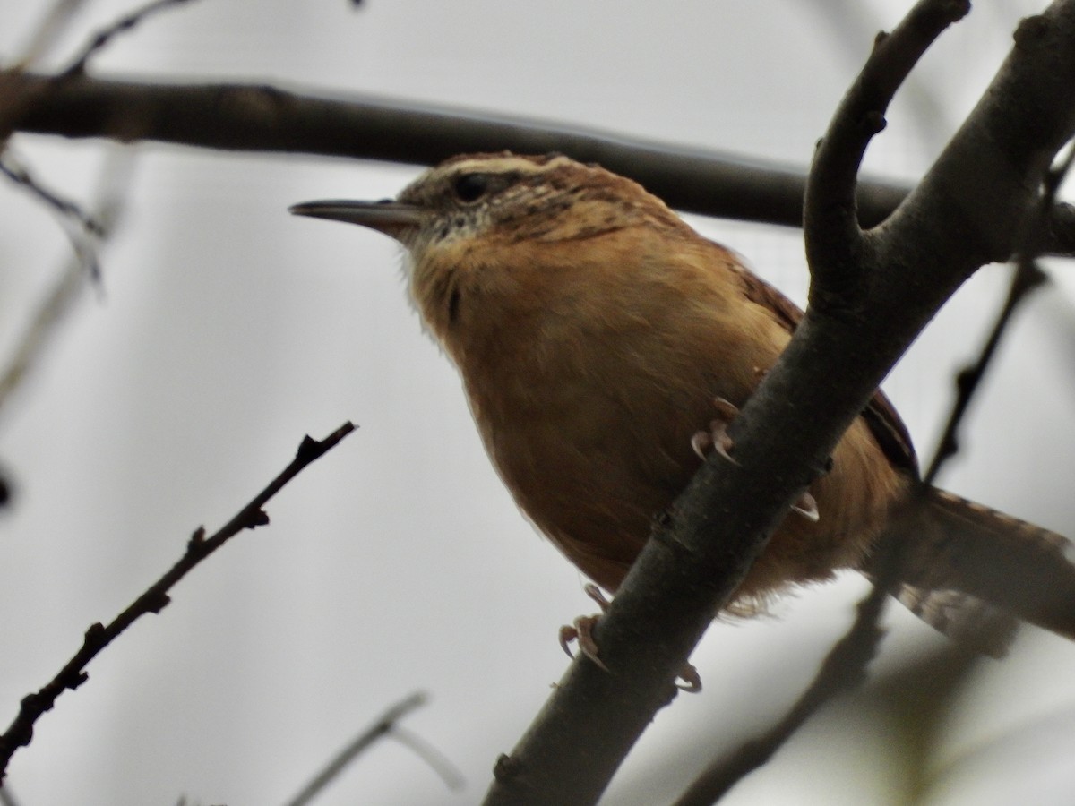 Carolina Wren - ML385524631