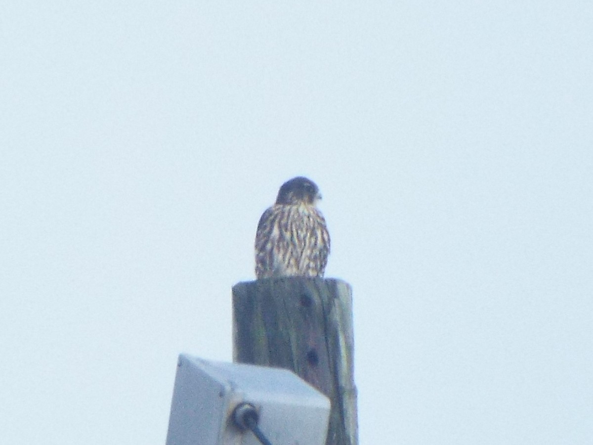 dřemlík tundrový (ssp. columbarius) - ML385525071