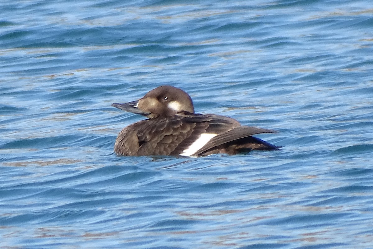 White-winged Scoter - ML385525911