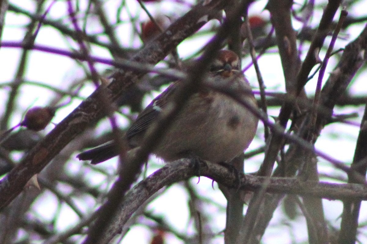 American Tree Sparrow - ML385526901