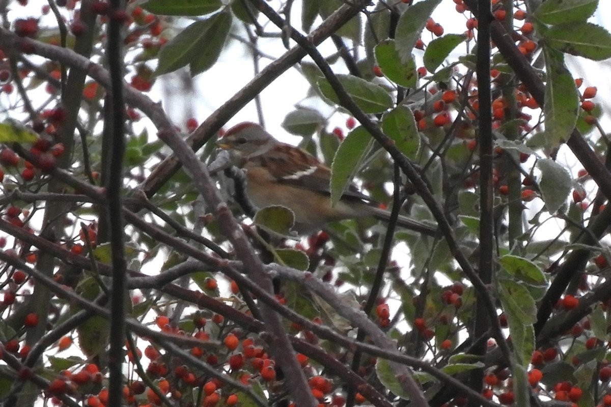 American Tree Sparrow - ML385527891