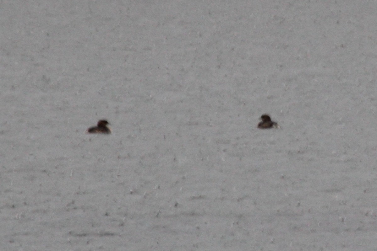 Pied-billed Grebe - ML38552861