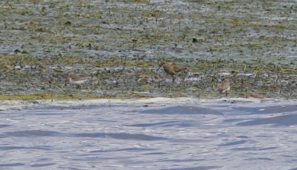 Dunlin - Bruce Gates