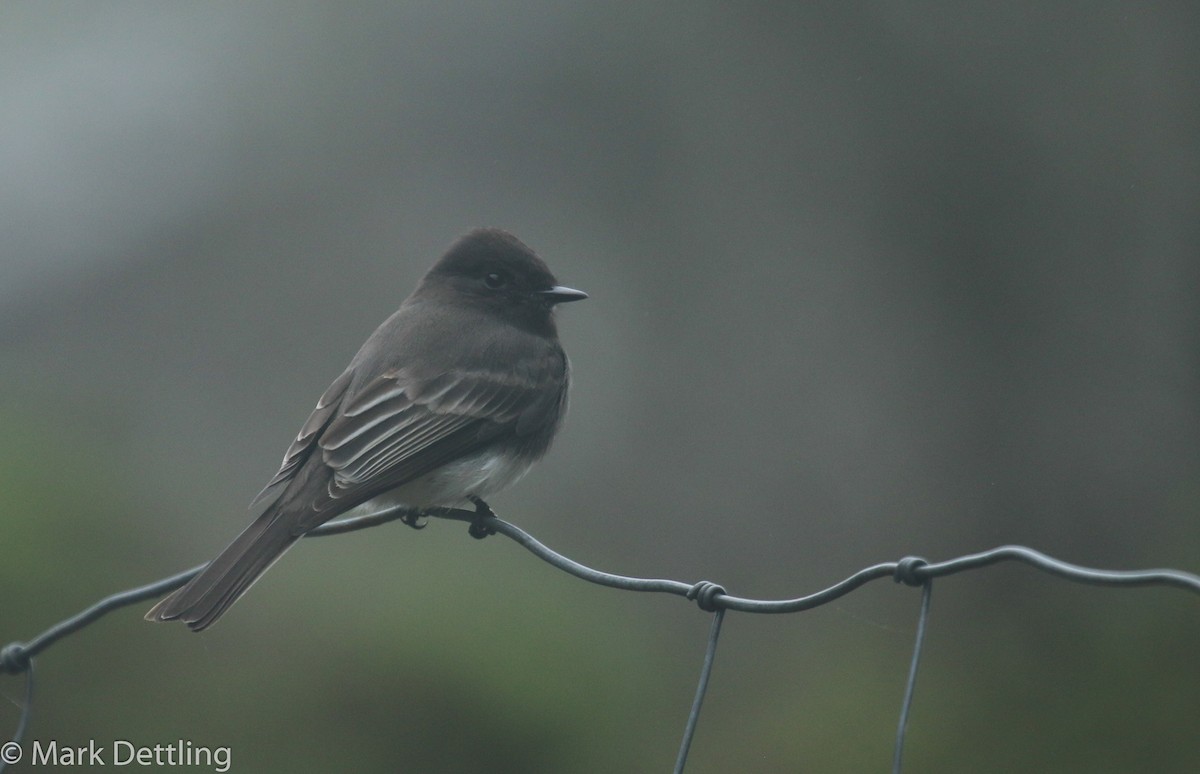 Black Phoebe - ML38553031