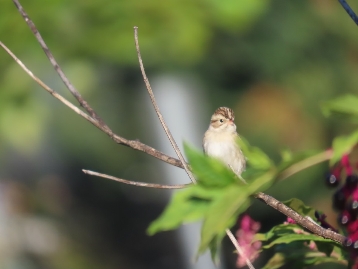 Clay-colored Sparrow - ML385531291