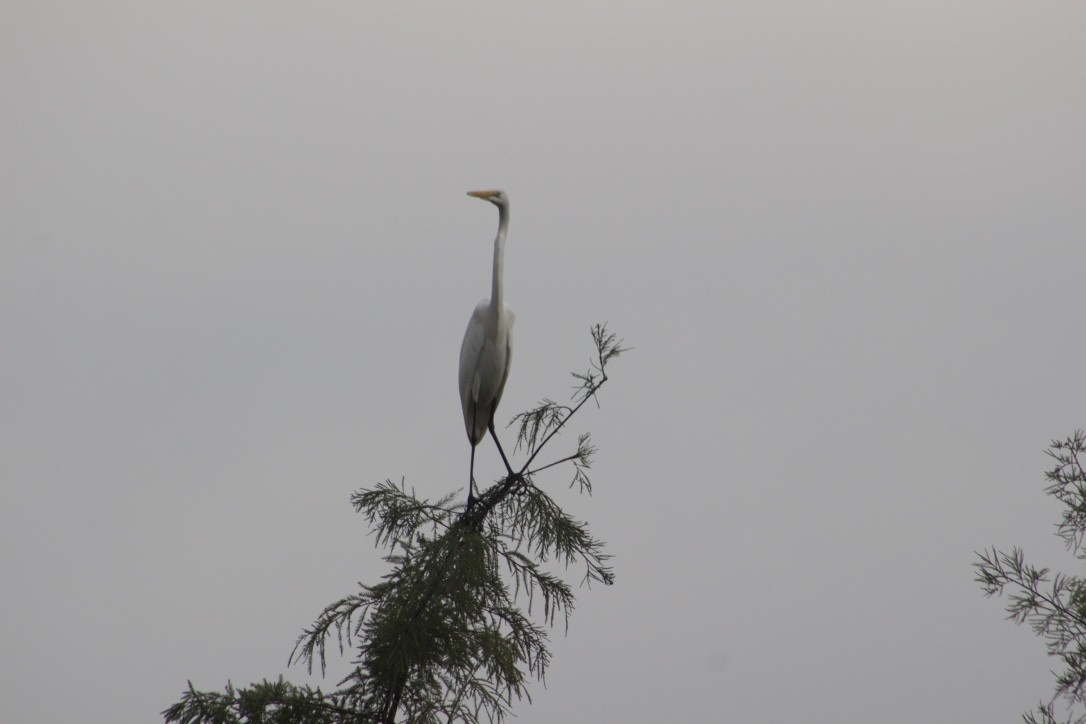 Great Egret - ML385531641