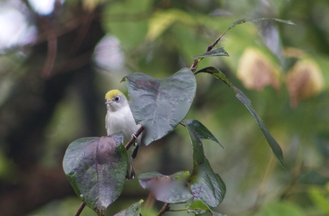 Chestnut-sided Warbler - ML385531761