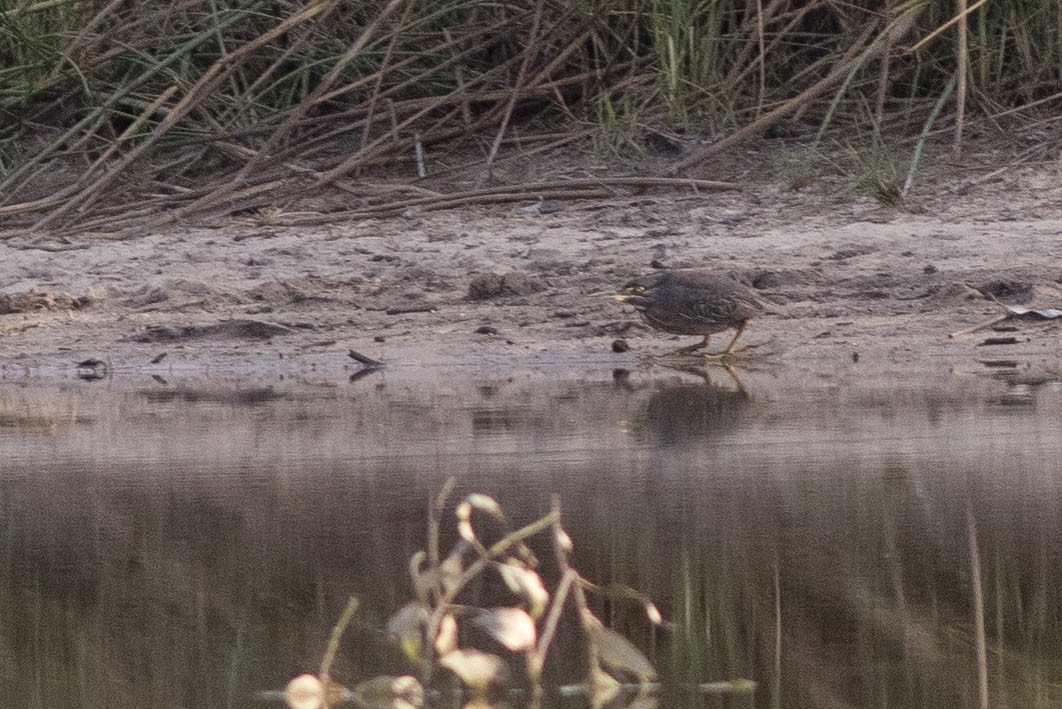 Striated Heron - ML385531781