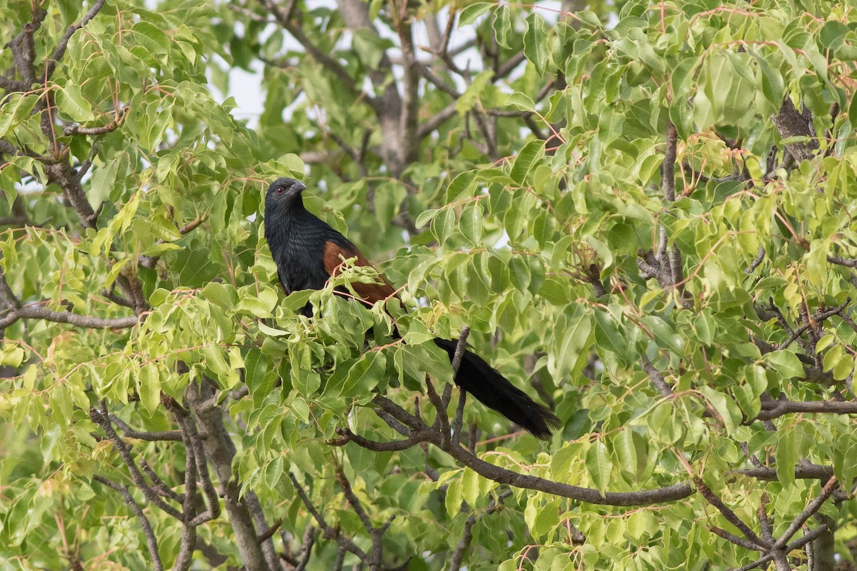 Malagasy Coucal - Doug Gochfeld