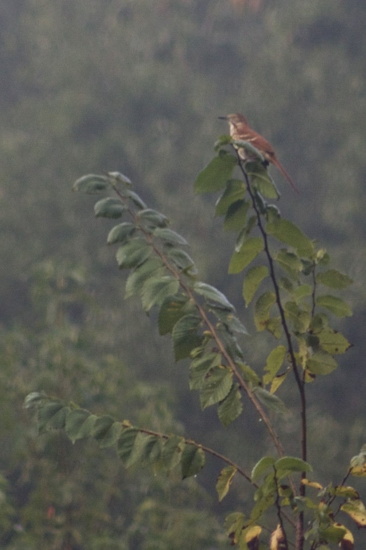 Brown Thrasher - ML385531861